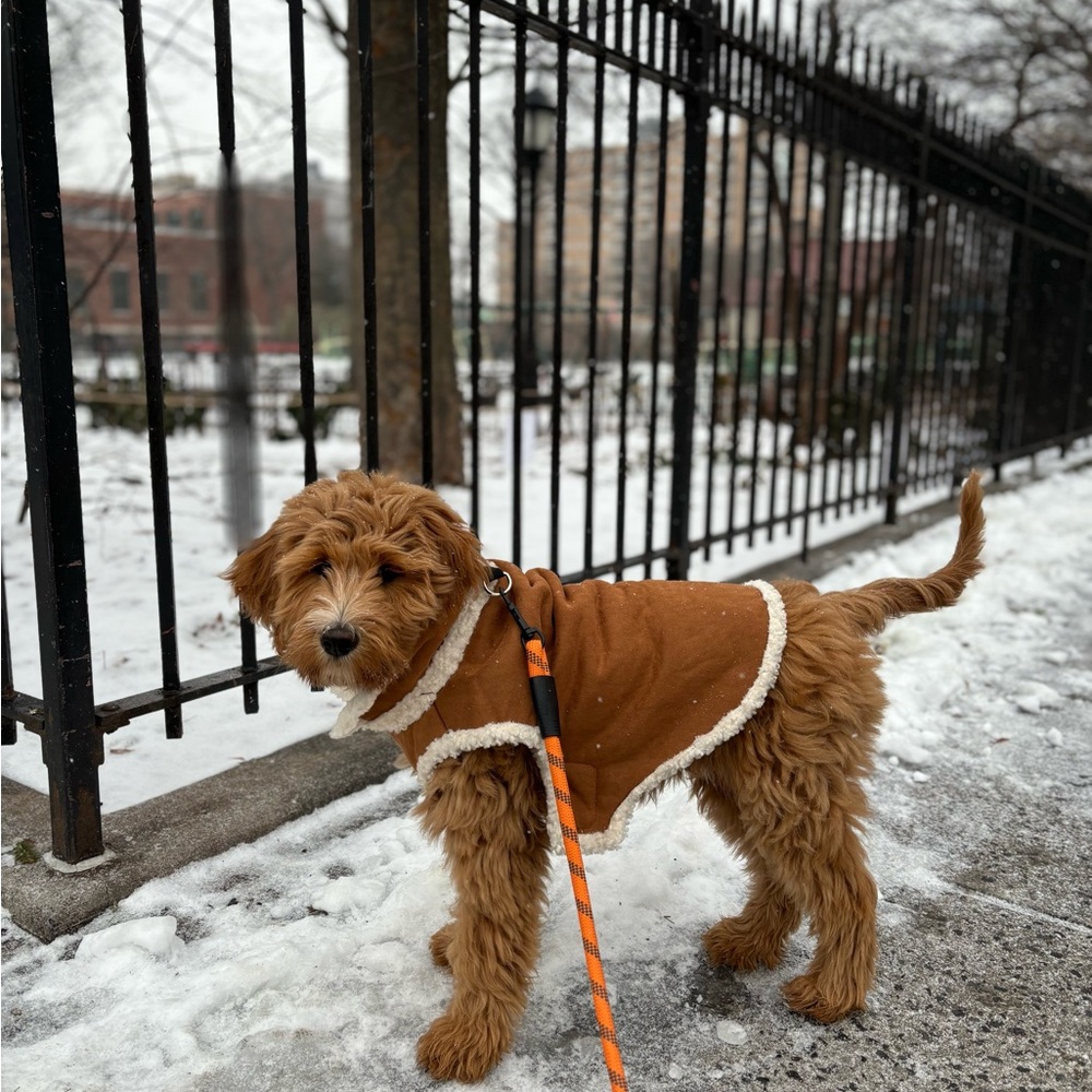 Dog shearling jacket